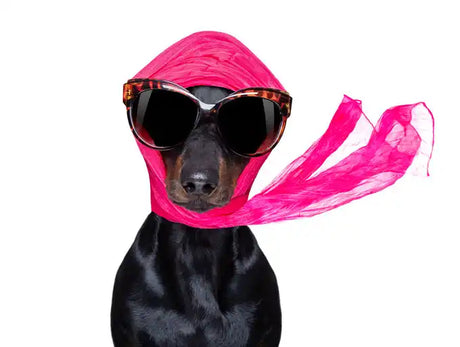 Ein Dackel mit übergroßer Sonnenbrille und einem wallenden rosa Schal um den Kopf steht vor einem schlichten weißen Hintergrund.