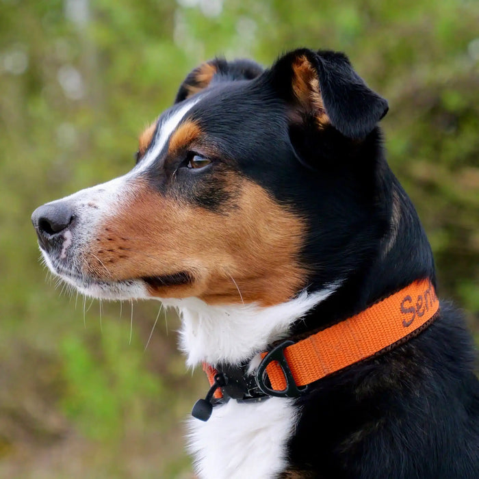 Ein braun-schwarz-weißer Hund mit einem markanten orangefarbenen Halsband ist im Profil vor einem verschwommenen grünen Hintergrund zu sehen. Der Hund hat aufmerksame Ohren und einen konzentrierten Gesichtsausdruck.