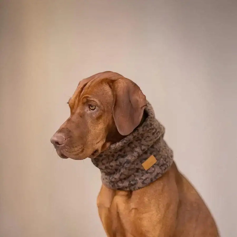 Brauner Hund mit grauem Wollschal und gelbem Anhänger, seitlich vor beigem Hintergrund