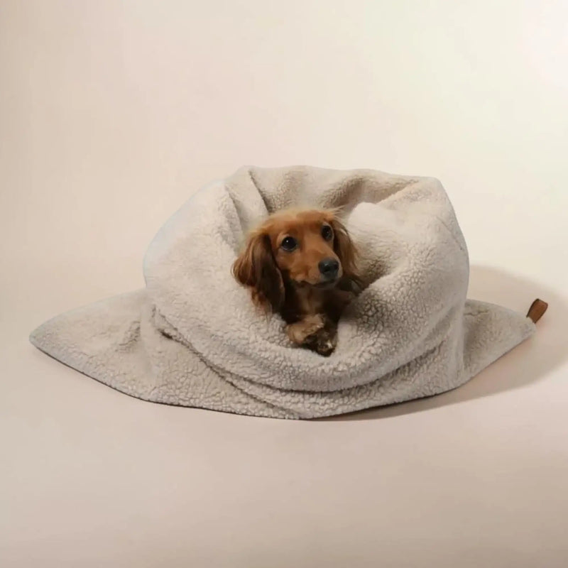 Dackelwelpe liegt in einem beigen Hundebett mit weichem Plüschbezug, schaut nach vorn und wirkt ruhig