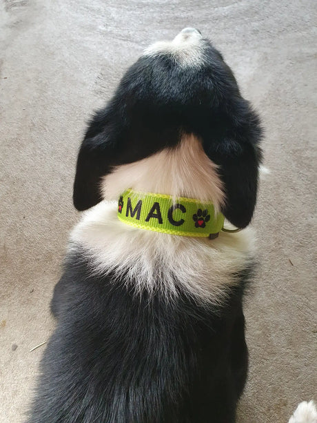 Ein helles neon-grünes Halsband mit schwarzer Beschriftung und Pfotenabdruck-Designs, getragen von einem schwarz-weißen Hund.