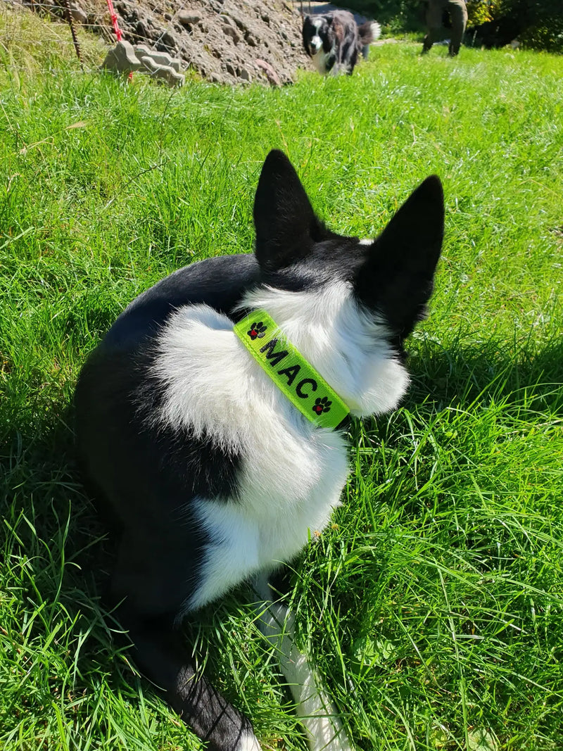 Ein hellgrünes Halsband mit schwarzen Pfotenabdrücken und dem Namen 'mac' in Schwarz gestickt, getragen von einem schwarz-weißen Hund.