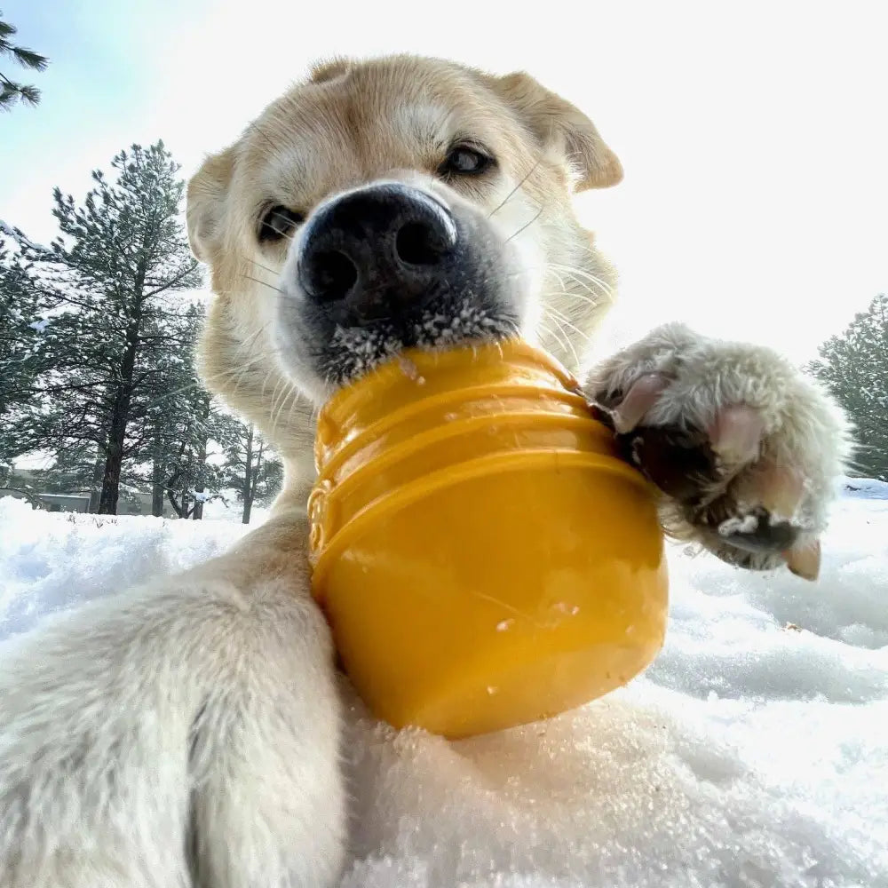SodaPup Honey Pot Dein unzerstörbarer Leckerli-Spender, gelb, nachhaltiges Hundezubehör im Honigtopf-Design
