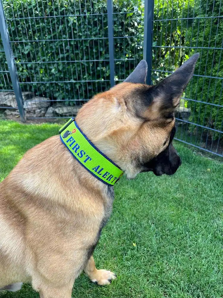 Ein Deutscher Schäferhund mit einem hellgrünen Halsband und der Aufschrift „FIRST ALERT“ steht auf einer Wiese. Im Hintergrund sind ein Metallzaun und Grünpflanzen zu sehen. Der Hund blickt von der Kamera abgewandt.