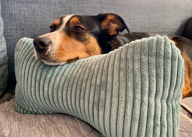 Ein Hund mit schwarz-braun-weißem Fell entspannt auf einem grauen Sofa und ruht seinen Kopf auf einem gerippten, hellblauen Kissen. Der Hund wirkt ruhig und gemütlich.