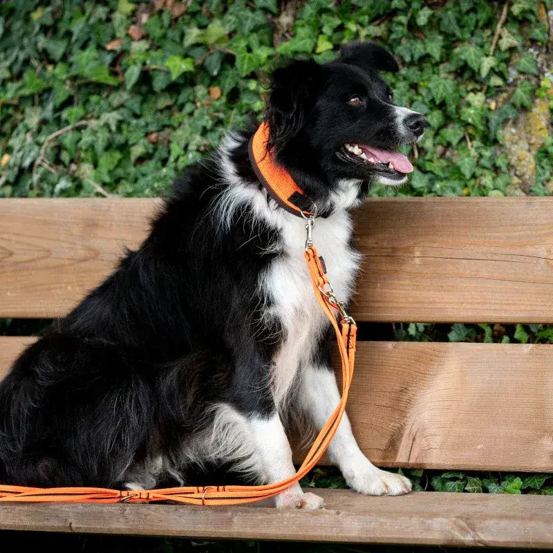 Hundeleine eingefasst von Beat Grossenbacher mit schwarzem Hund, orange Collar, verschieden breiten