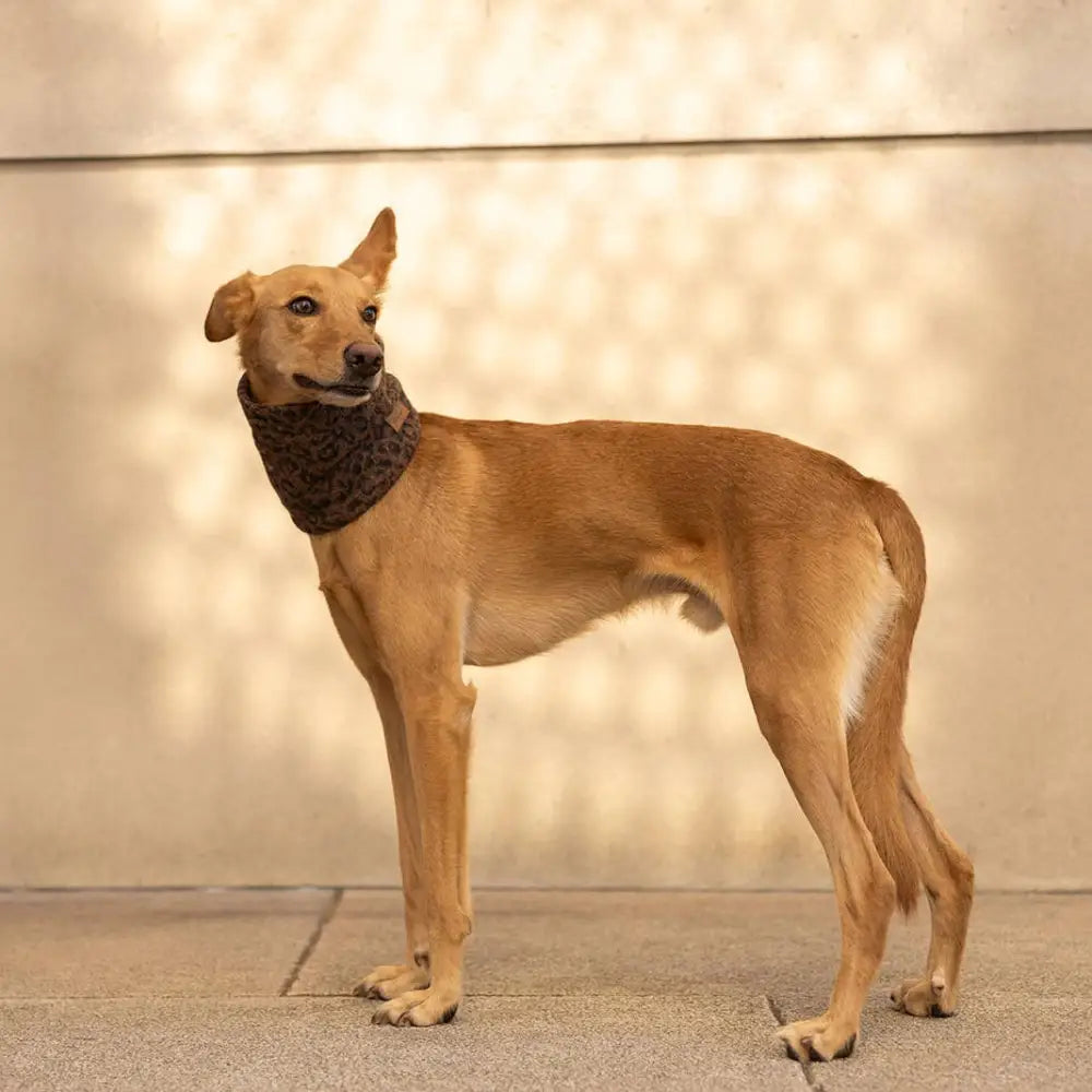 Eleganter Hunde Schlauchschal Teddy in Leoprint mit flauschigem Teddy-Plüsch für Hals und Kopf bis 35 cm