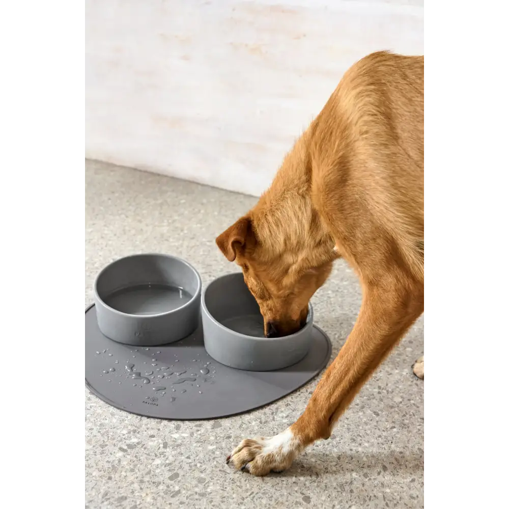 Hundenapf Cali mit braunem Hund, weißer Pfote, auf grauem Mat, echtes Highlight