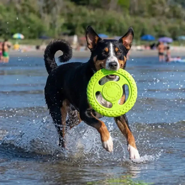 Kiwi walker dog disc frisbee in bright green textured plastic, robuste flugscheibe für land und wasser