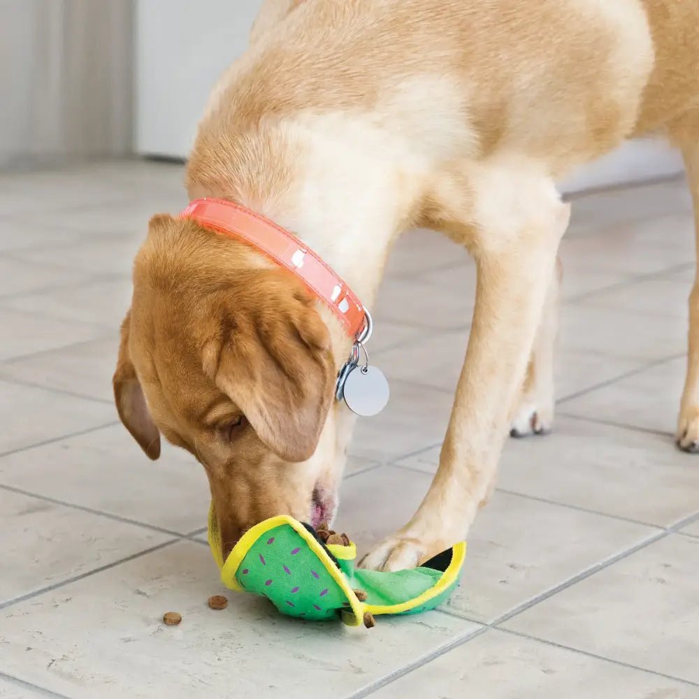 Hunde essen aus dem KONG Snackball, perfekt für aktive Schnüffel und Hide n Treat Spiele