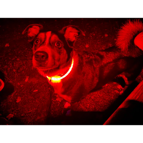 Hund mit leuchtendem orange LED Halsband, reflektierendes Flash Ring Leuchthalsband