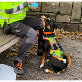 Hund prager rattler border terrier im Mantrailing-V-Geschirr mit Reflektor
