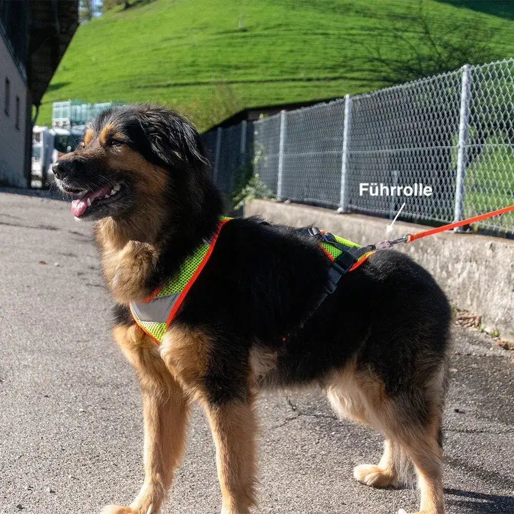 Hund prager rattler border terrier im Mantrailing V-Geschirr mit Reflektor