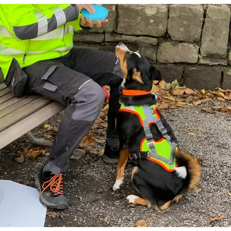 Hund prager rattler border terrier im Mantrailing-V-Geschirr mit Reflektor