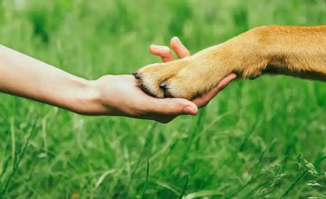 Eine menschliche Hand hält sanft die Pfote eines Hundes vor einem verschwommenen grünen Grashintergrund und symbolisiert damit Freundschaft und Vertrauen zwischen den beiden.