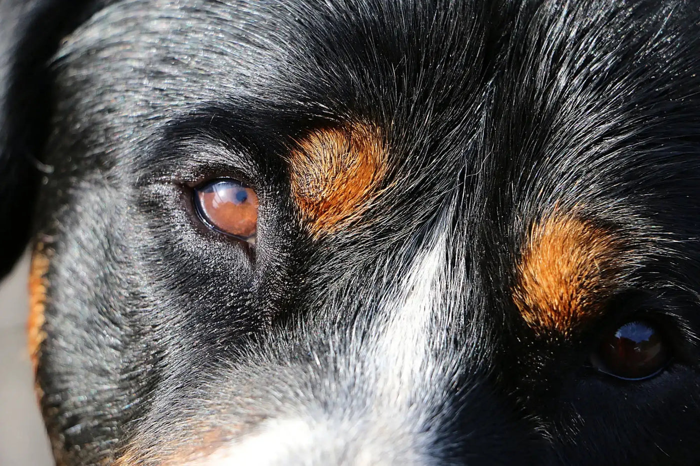 Hundezubehör kaufen
