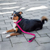 Entspannter Hund mit pinker Retrieverleine für Hundesport-Bedarf und komfortable Hundeleine