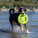 Appenzeller Sennenhund mit leuchtend grüner Kiwi Walker Hundescheibe im Maul, rennt durchs Wasser am Strand