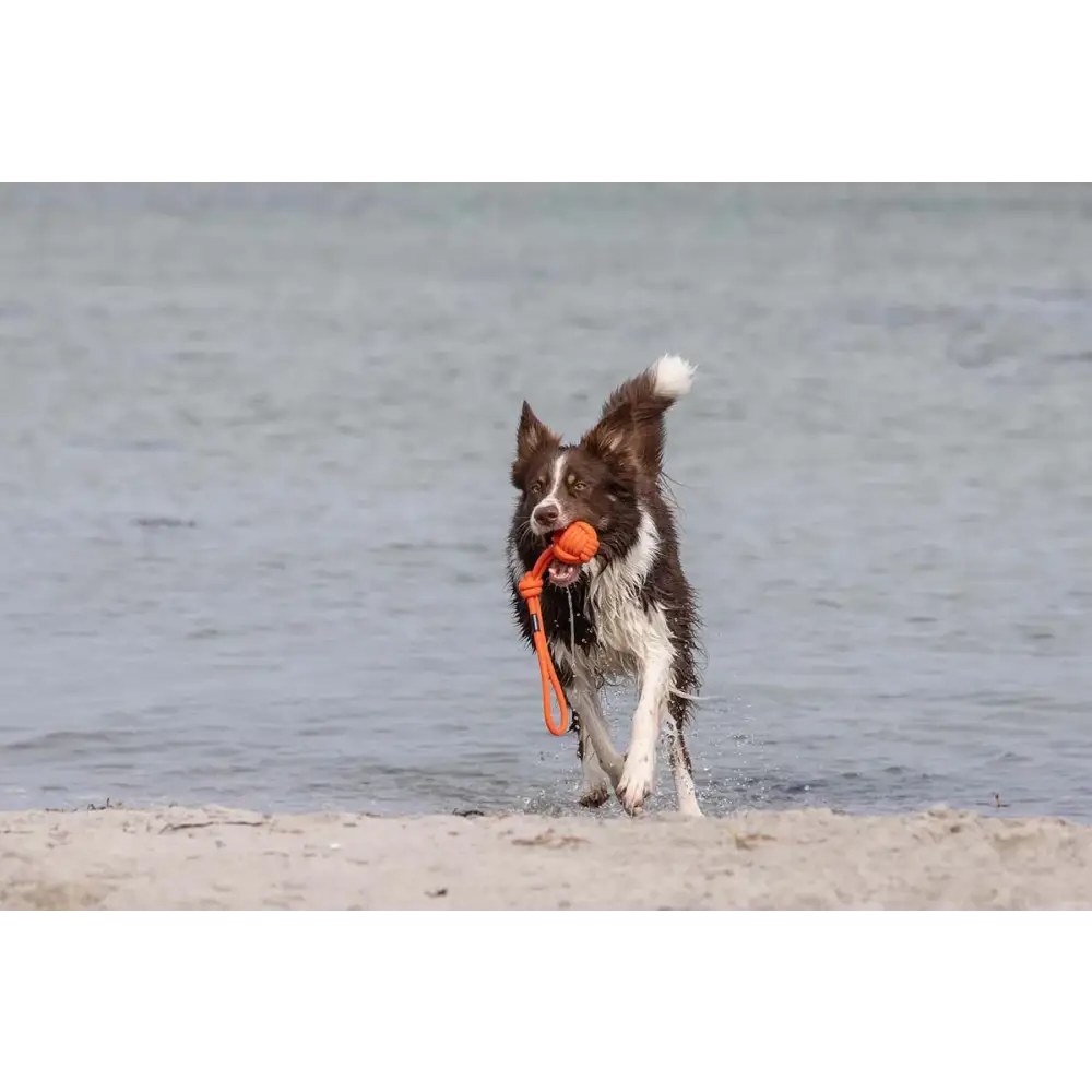 Brauner und weißer Hund mit orange Ball, tolles tau-spielzeug bolly für hunde