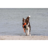 Brauner und weißer Hund mit orange Ball, tolles tau-spielzeug bolly für hunde