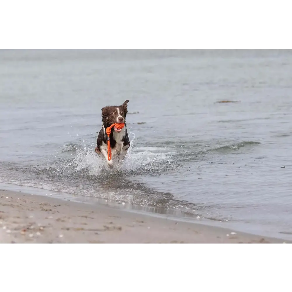 Hund rennt mit orangefarbenem tau-spielzeug bolly, perfekt als hundespielzeug und hundehalsband
