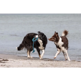Zwei Hunde spielen am Strand mit treusinn Tau-Spielzeug Loopy Orange