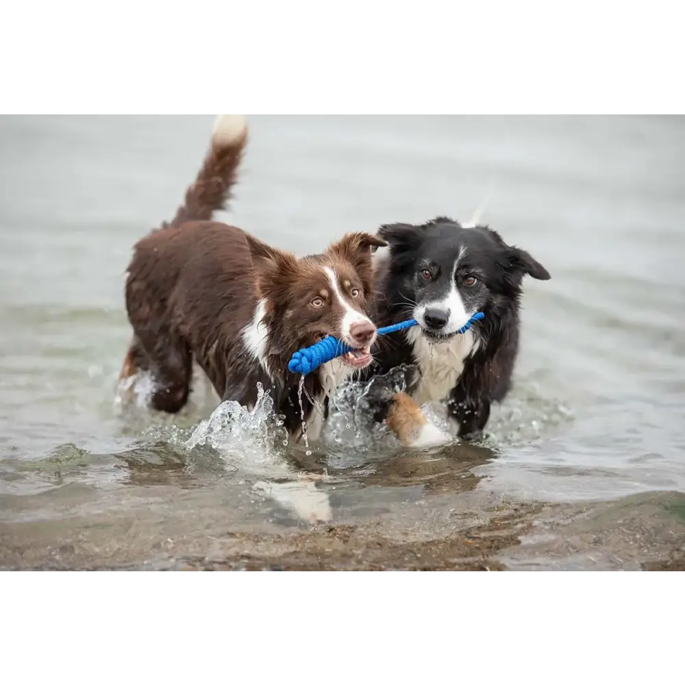 Zwei Hunde mit tau-spielzeug spiely im Wasser, robustes design, hundespielzeug