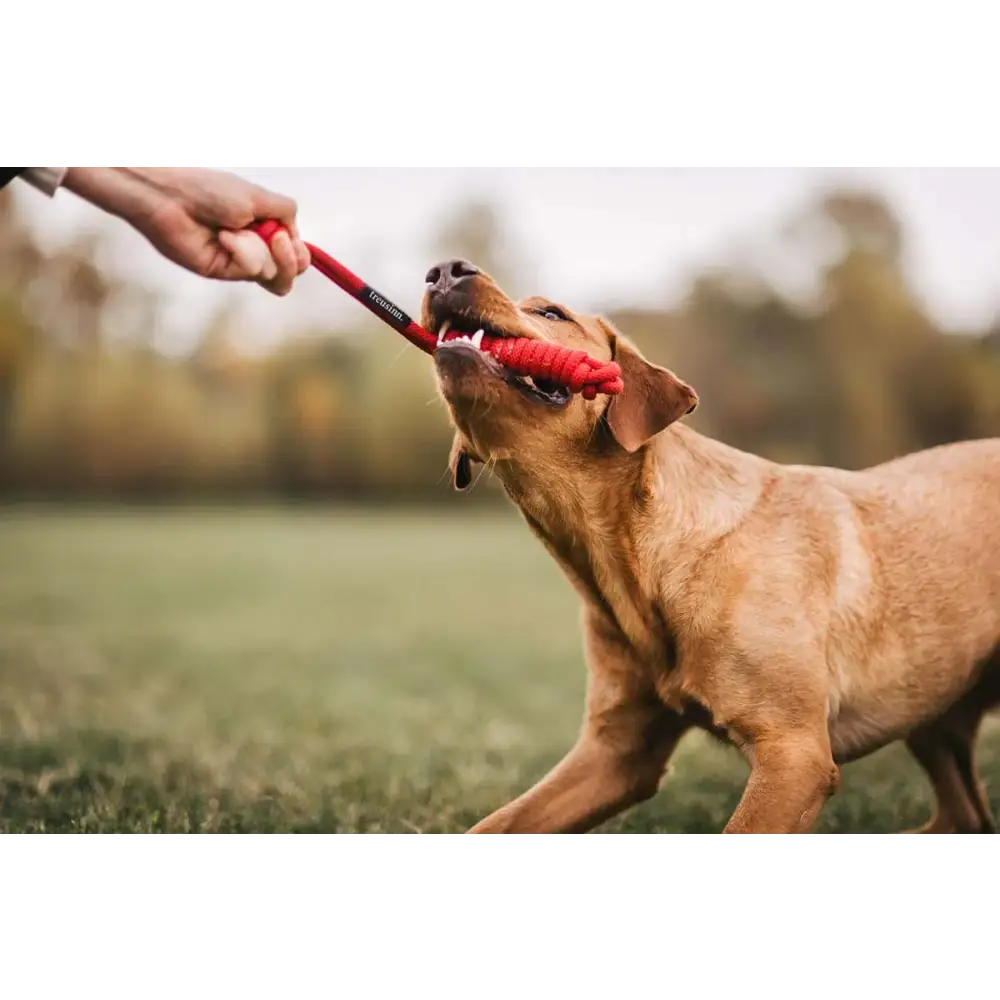 Brauner Hund spielt mit tau-spielzeug spiely aus robustes design hundespielzeug