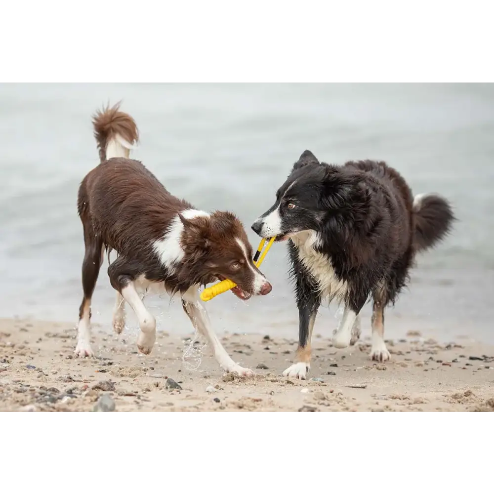 Zwei Border Collies spielen mit dem tau-spielzeug spiely aus robustes design hundespielzeug