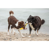 Zwei Border Collies spielen mit dem tau-spielzeug spiely aus robustes design hundespielzeug