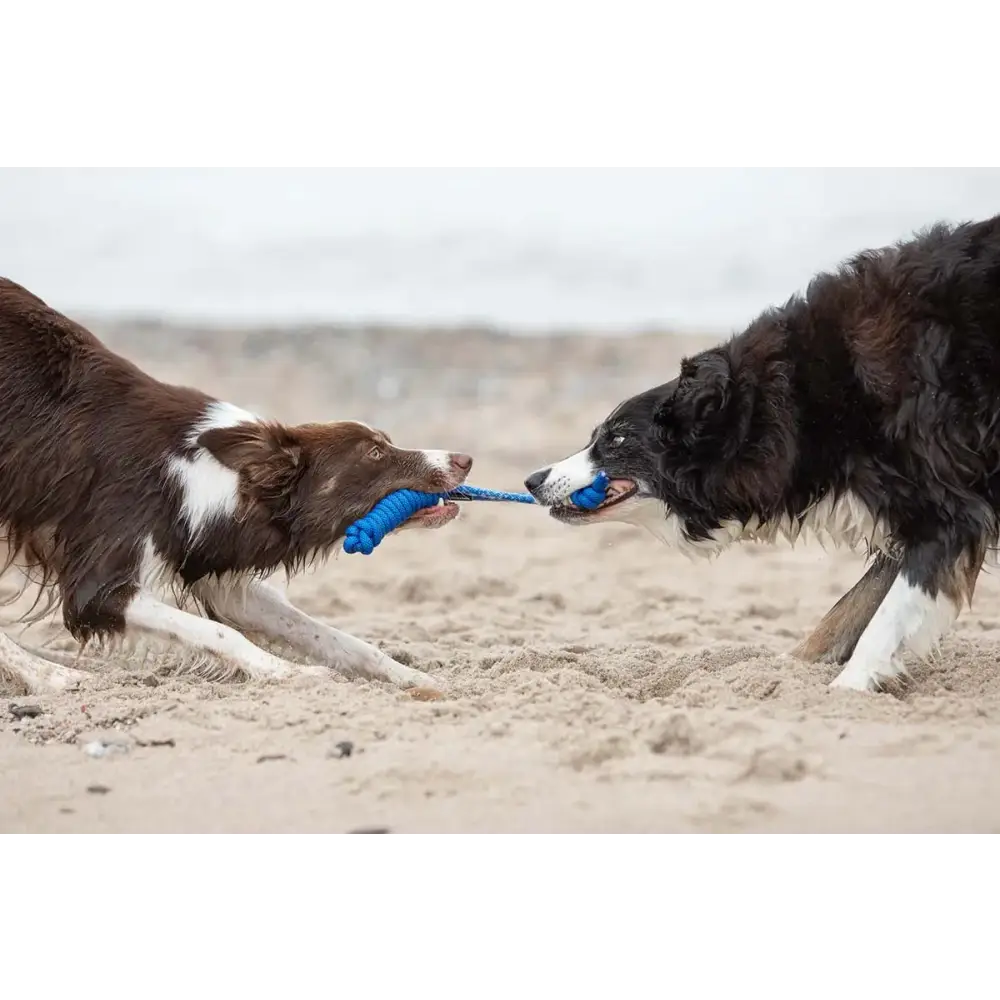 Zwei Hunde spielen mit treusinn Tau-Spielzeug SPIELY, robustes Design, Hundespielzeug