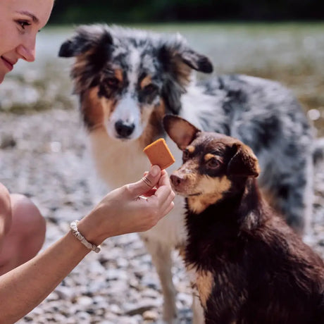 Eine goldbraune rechteckige vegdog jerkeys hundebelohnung 80 g in hand für gesundes hundespielzeug und hundehalsband