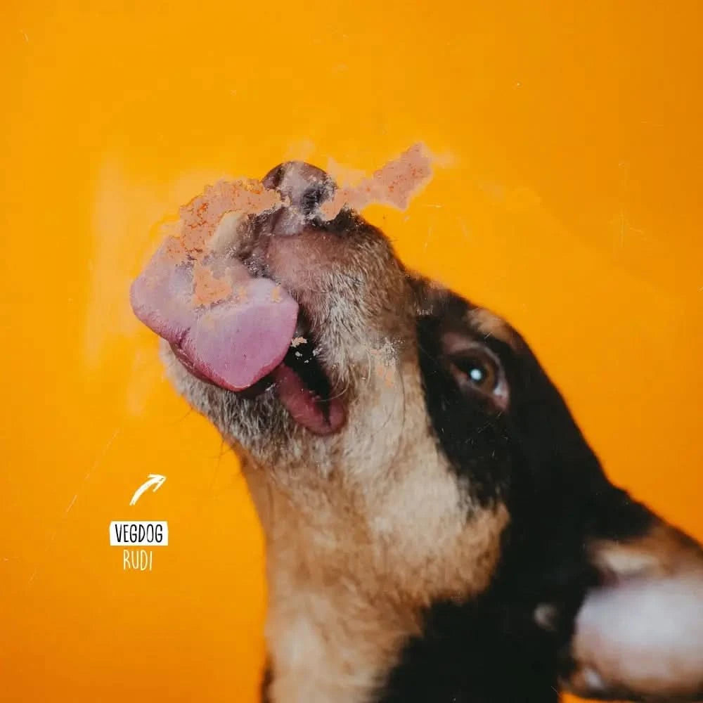 Ein schwarz-rotbrauner hund mit rosa zunge leckt seine nase und ist mit orangenem futter vom vegdog lever wurst bedeckt
