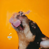 Ein schwarz-rotbrauner hund mit rosa zunge leckt seine nase und ist mit orangenem futter vom vegdog lever wurst bedeckt