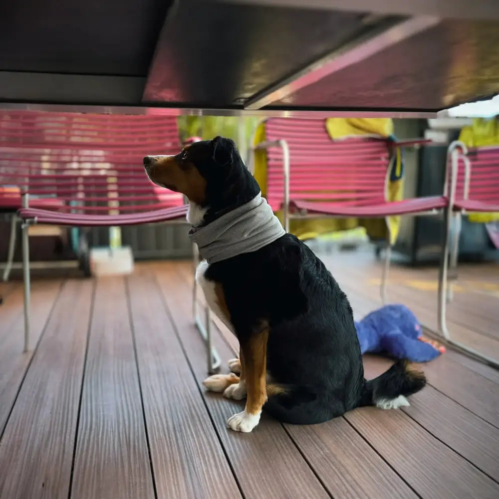 Sitzender Hund mit grauem Halsband, Wolters Watchout Kühlschal für Hunde
